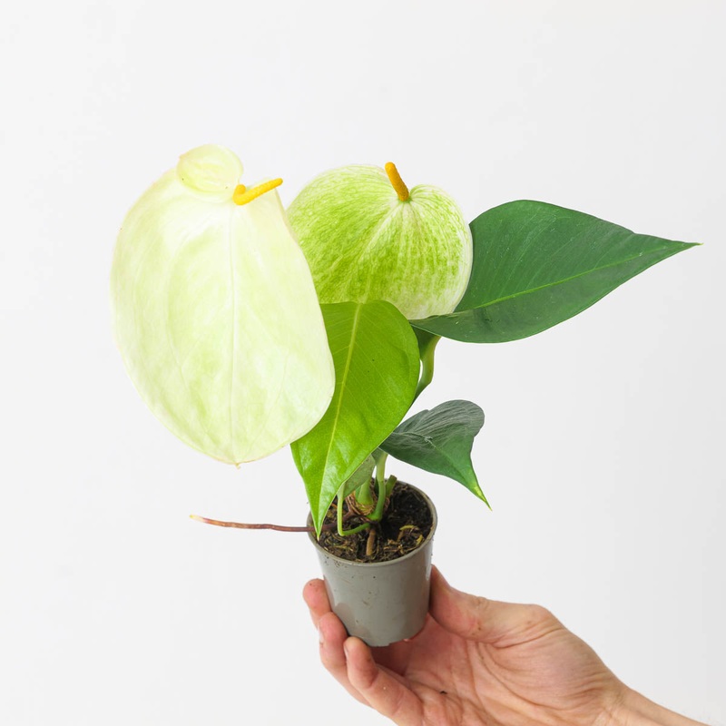 Anthurium scherzerianum hybrid ‘White’