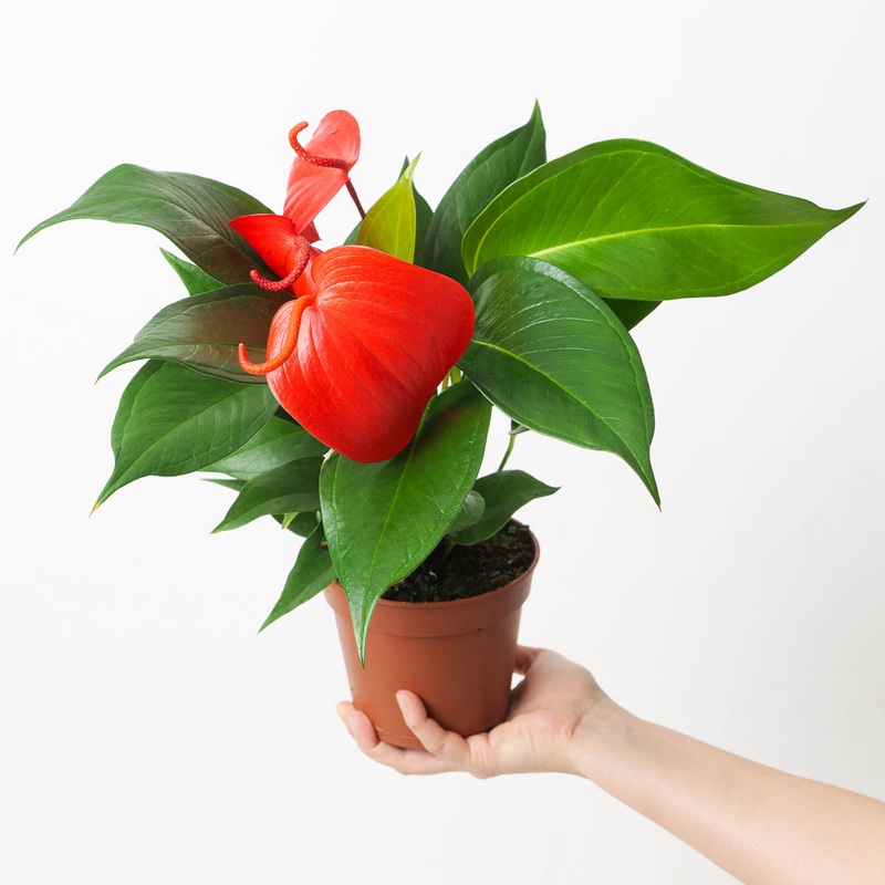 Anthurium scherzerianum ‘Super Nova’