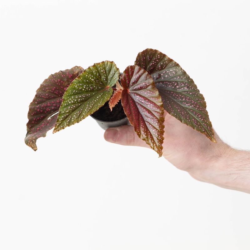 Begonia ‘Pink Spot’|6cm