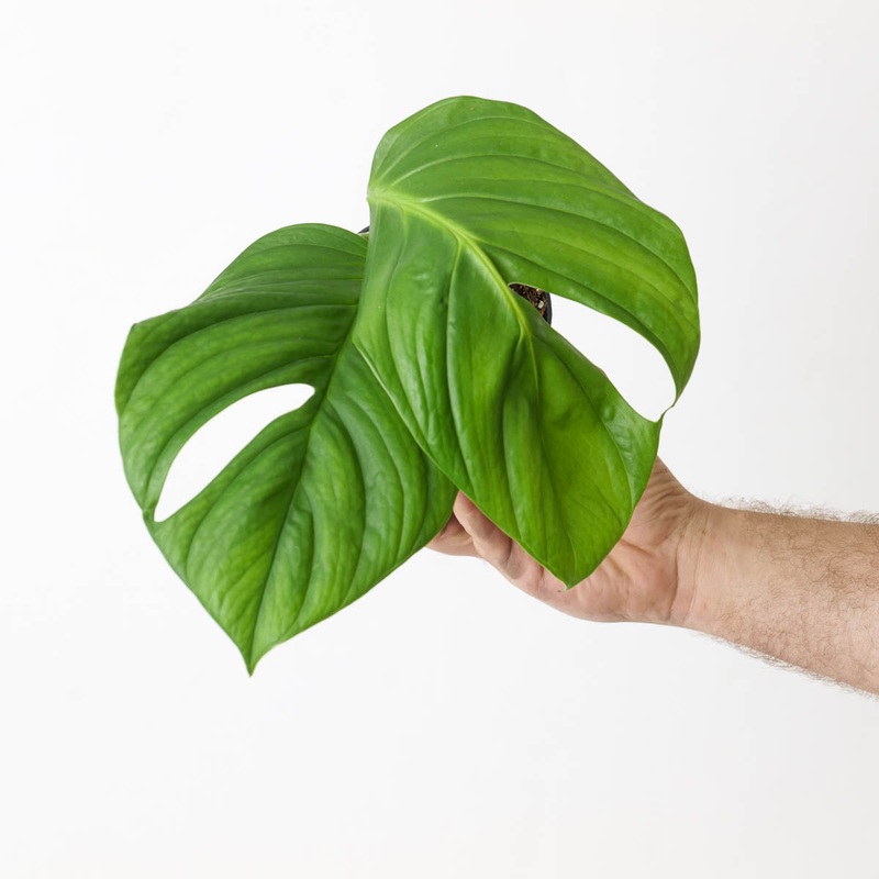 Monstera sp. ‘radicans’|12cm