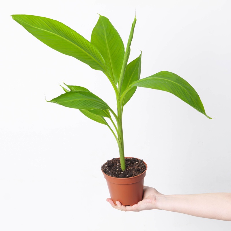 Musa Siam Ruby|14cm