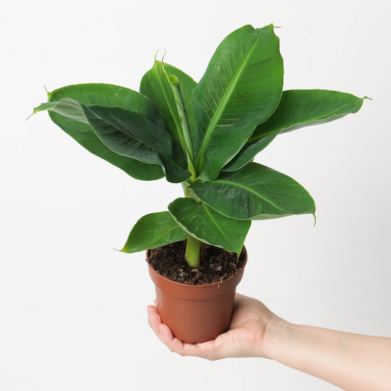 Musa Tropicana|12cm