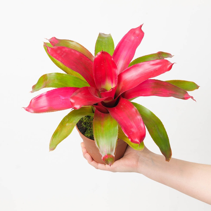 Neoregelia NOID #1|12cm