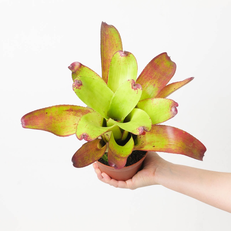 Neoregelia NOID #2|12cm