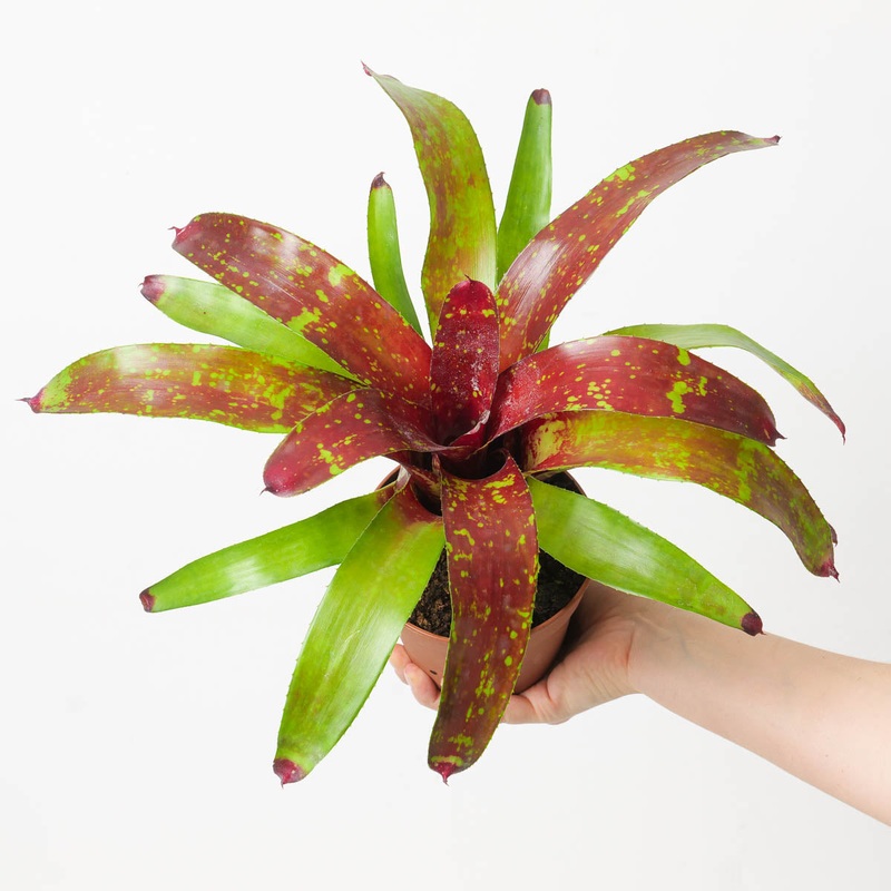 Neoregelia NOID #3|12cm