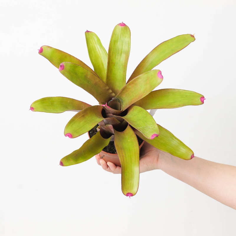 Neoregelia NOID #4|12cm