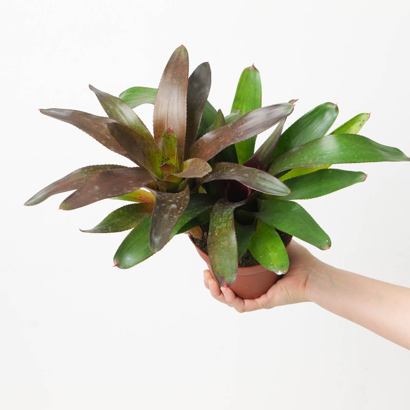 Neoregelia NOID #5|12cm