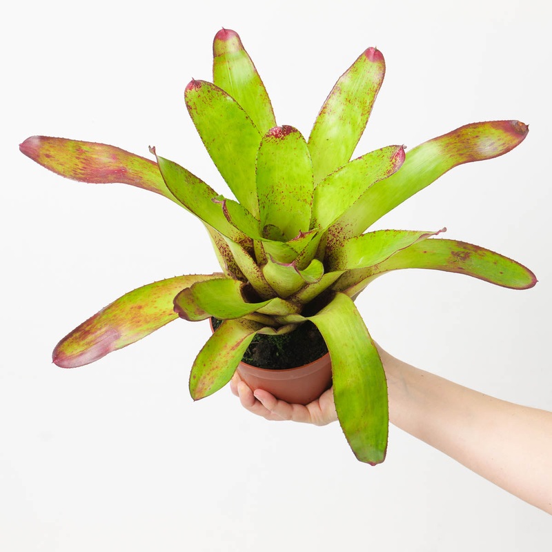 Neoregelia NOID #6|12cm