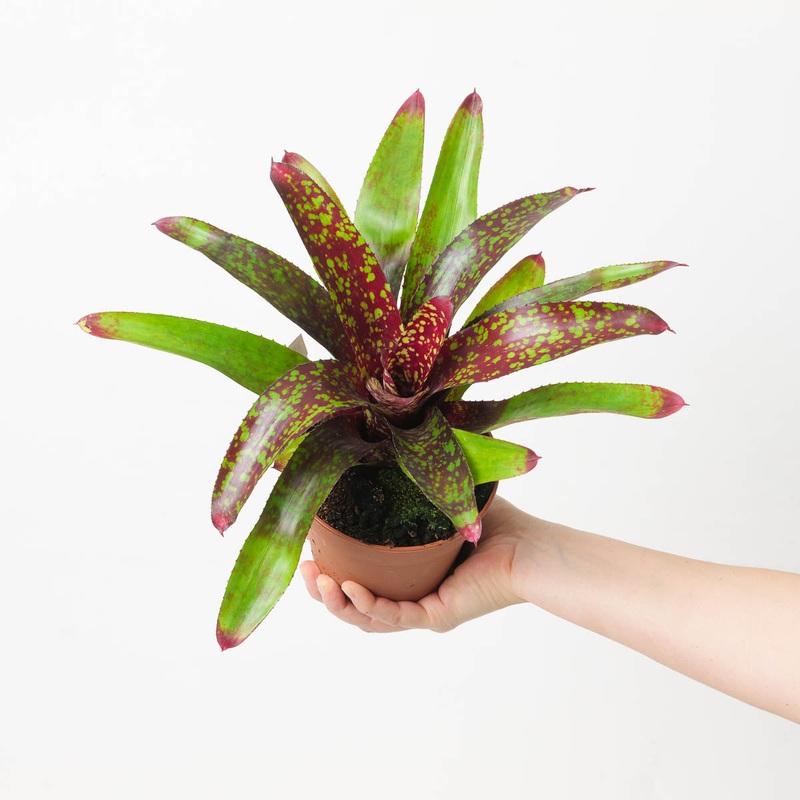 Neoregelia NOID #7|12cm