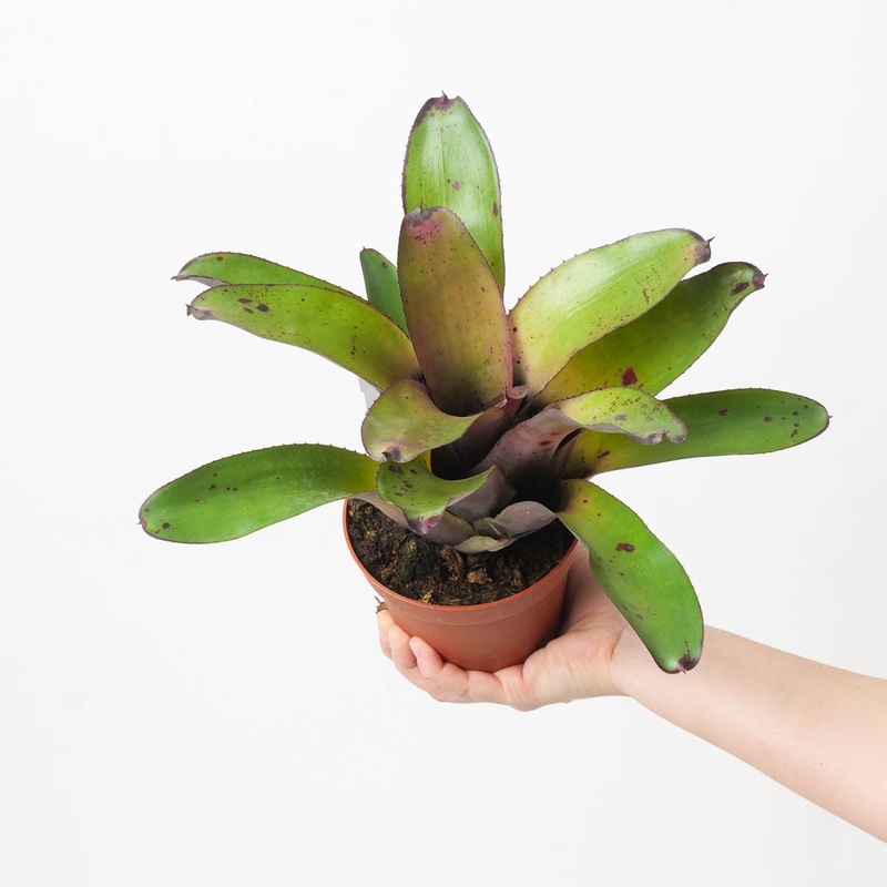 Neoregelia NOID #8|12cm