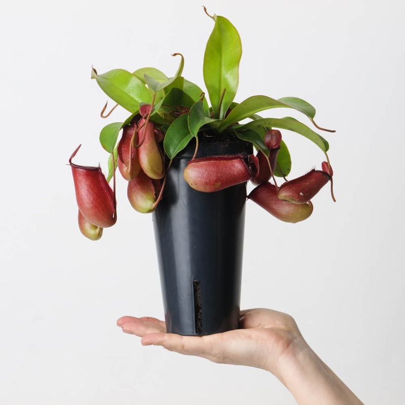 Nepenthes ‘Bloody Mary’|12cm