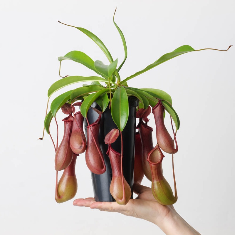 Nepenthes x ventrata|12cm