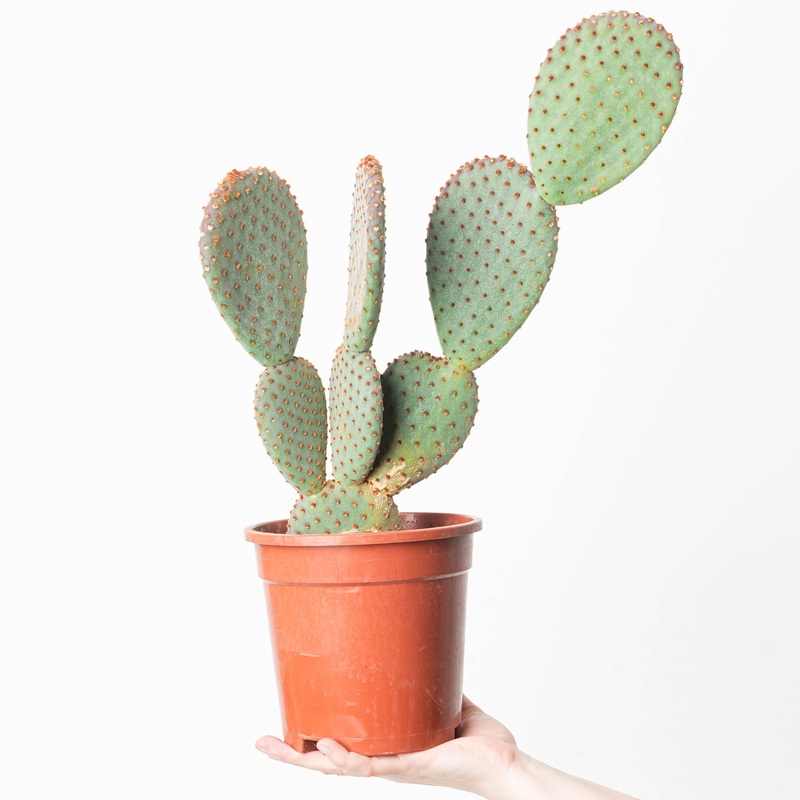 Opuntia microdasys subsp. rufida