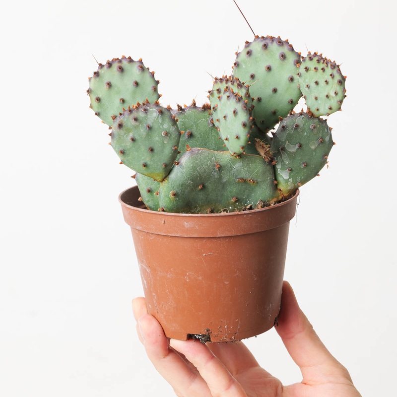 Opuntia violacea | Violet Prickly Pear