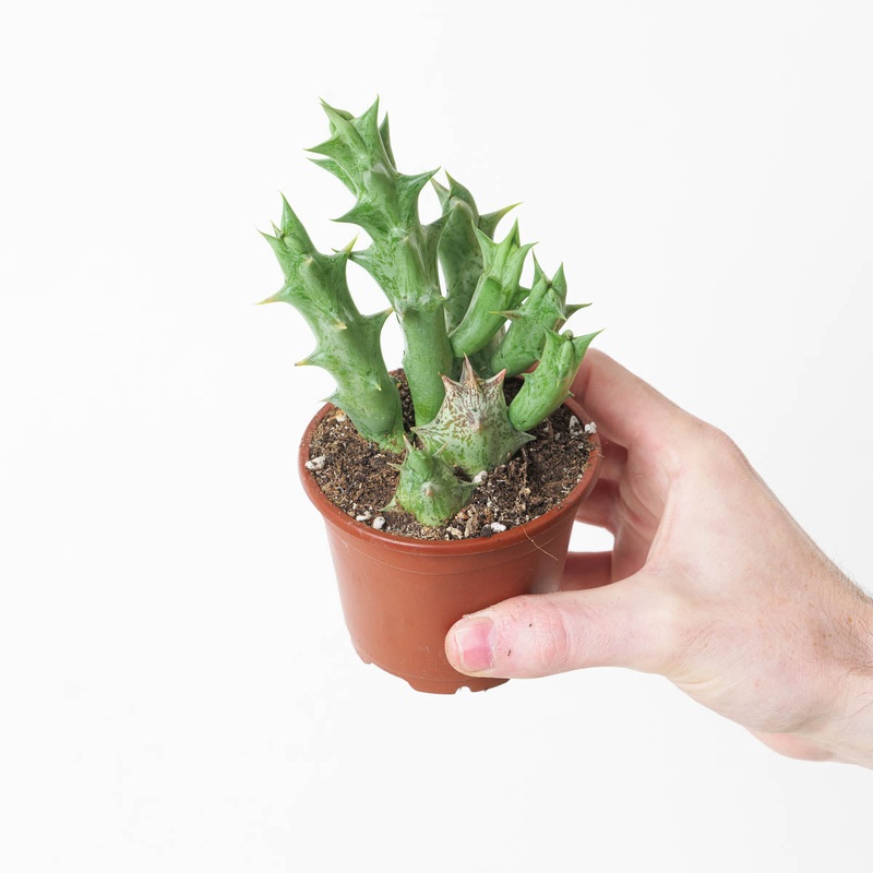 Orbea variegata (Stapeliad)|8cm