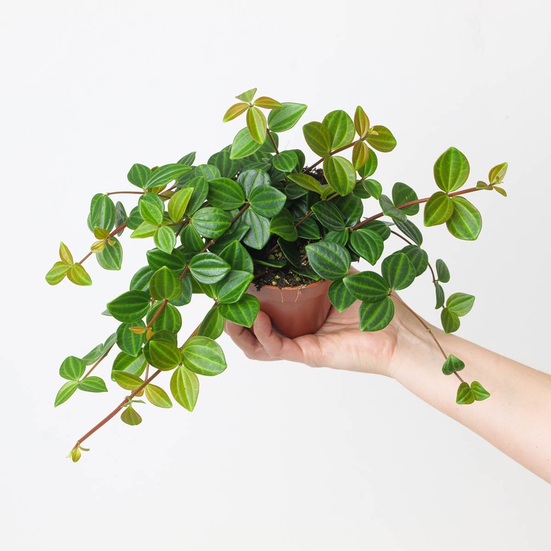 Peperomia angulata ‘Rocco Scuro’