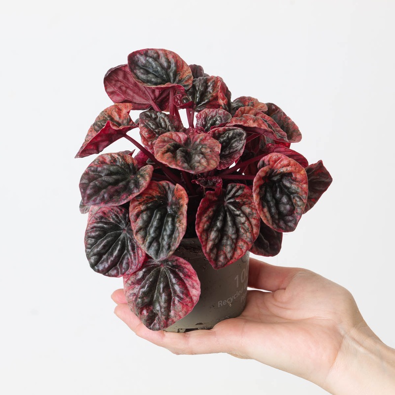 Peperomia caperata ‘Abricos’|11cm
