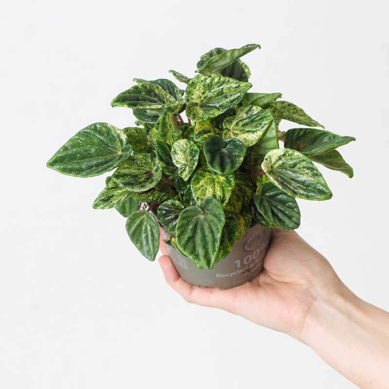 Peperomia caperata ‘Buenos Aires’
