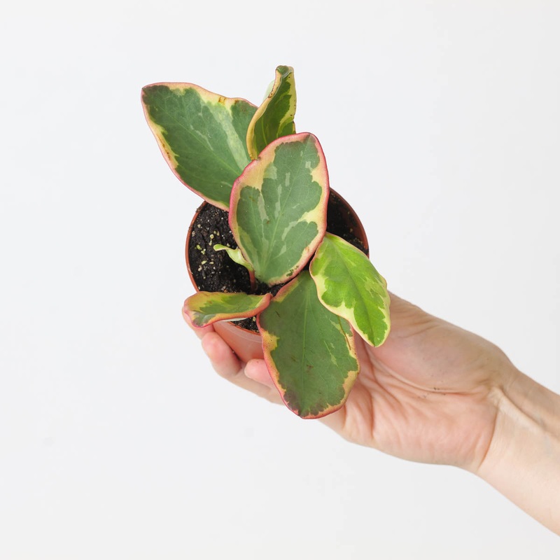 Peperomia clusiifolia ‘Jelly’|8.5cm