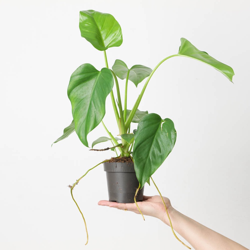 Philodendron giganteum|12cm