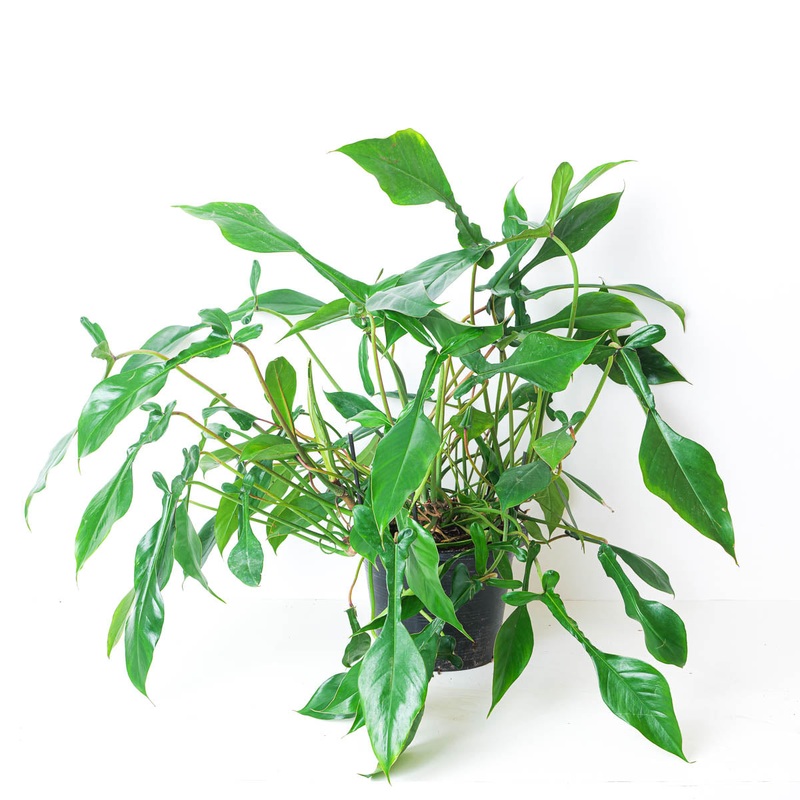 Philodendron joepii XL|Specimen