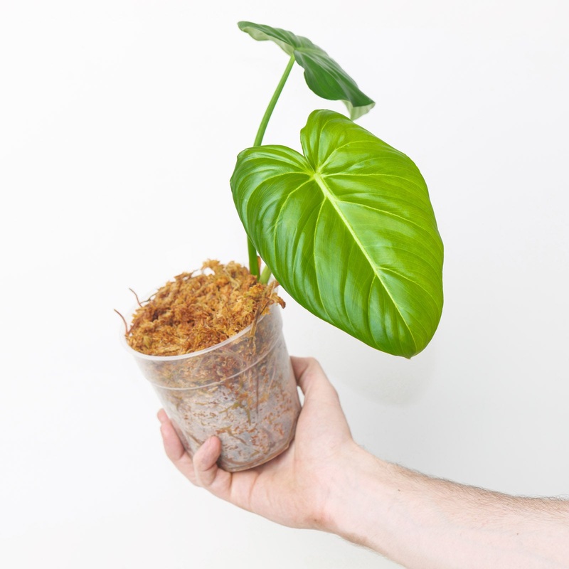 Philodendron pastazanum|12cm