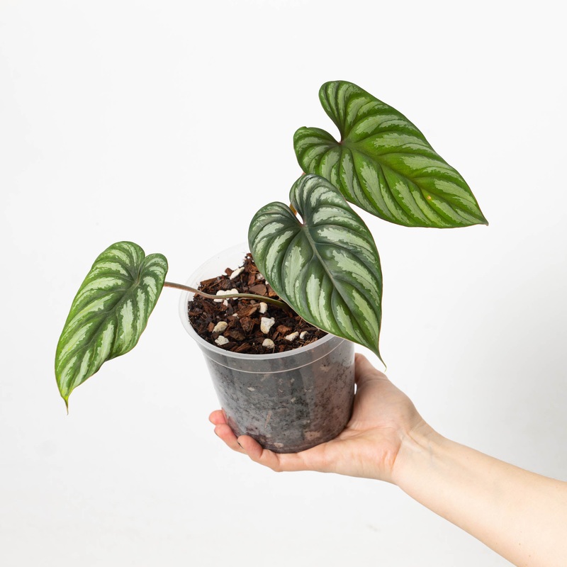 Philodendron plowmanii ‘Dark’|15cm