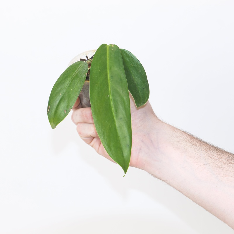 Philodendron scherberichii x patriciae