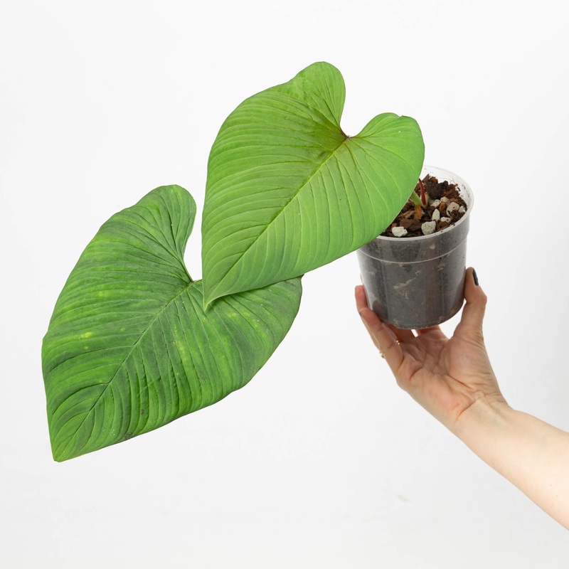 Philodendron verrucapetiolum|12cm|1|2