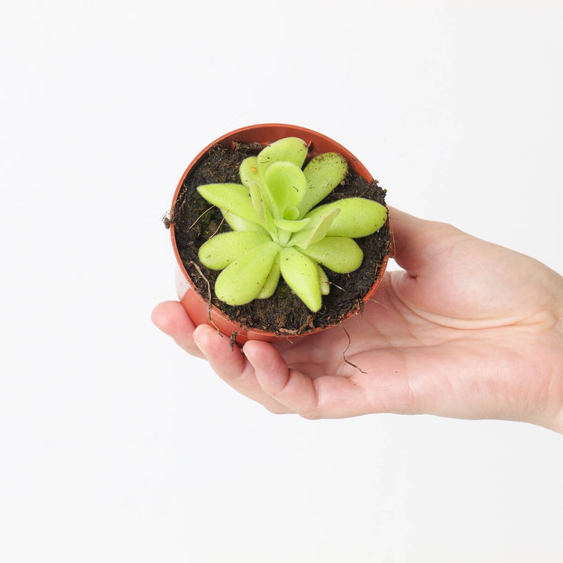 Pinguicula agnata|8.5cm