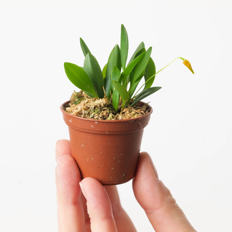 Pleurothallis corniculata|6cm