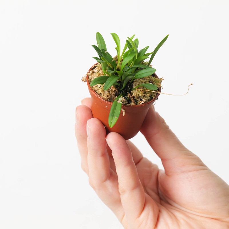 Pleurothallis lateritia|6cm