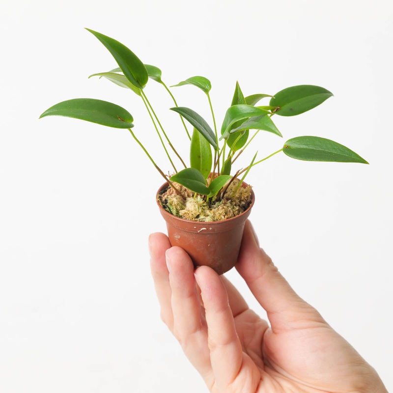 Pleurothallis sp|6cm