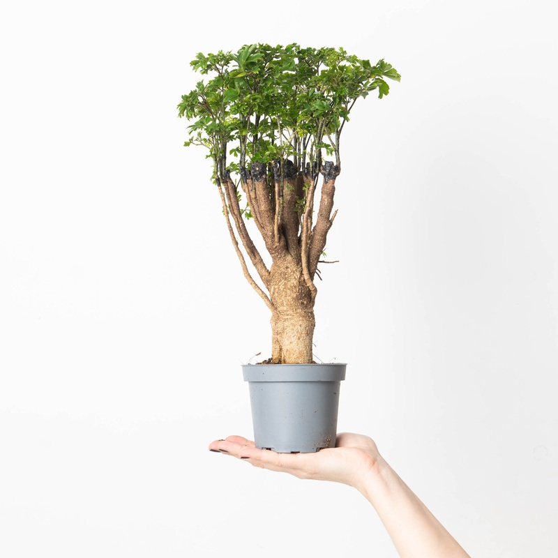 Polyscias ‘Parsley’|12cm