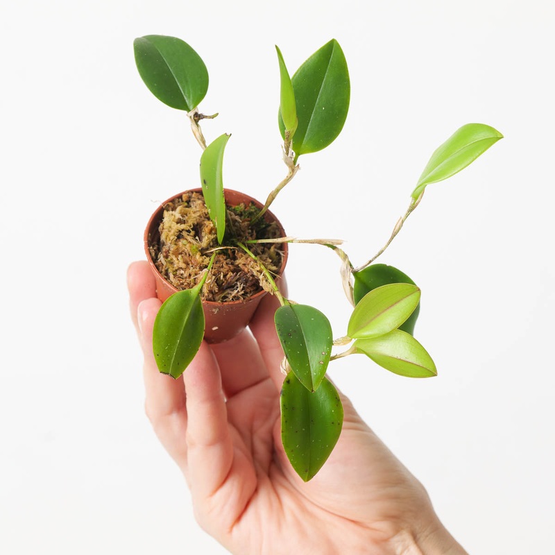 Restrepia tsubatae|6cm