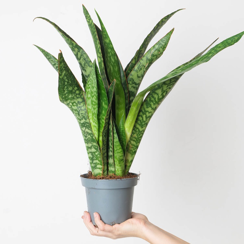 Sansevieria aubrytiana ‘Dragon’