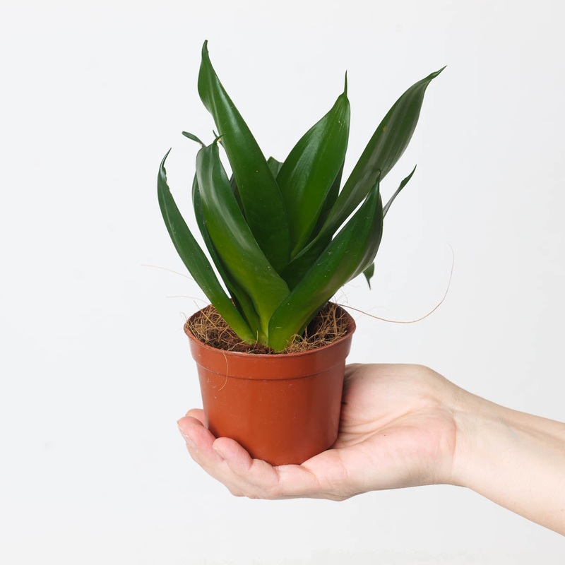 Sansevieria hahnii ‘Black’|9cm