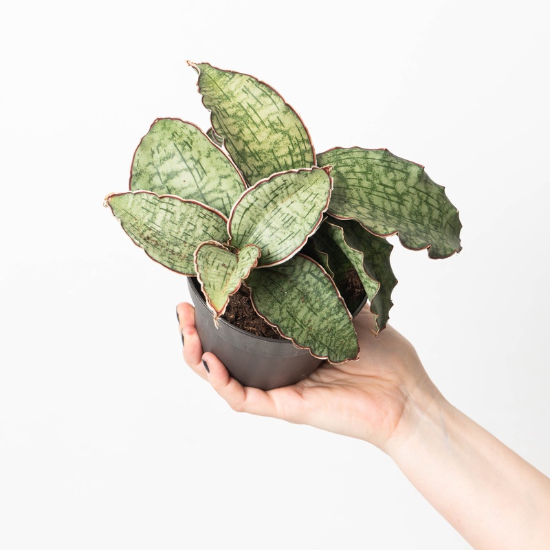 Sansevieria Star Green Granite