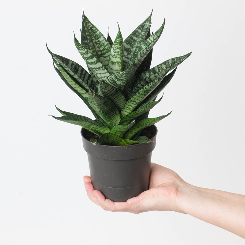 Sansevieria ‘Star Ming Green Marble’