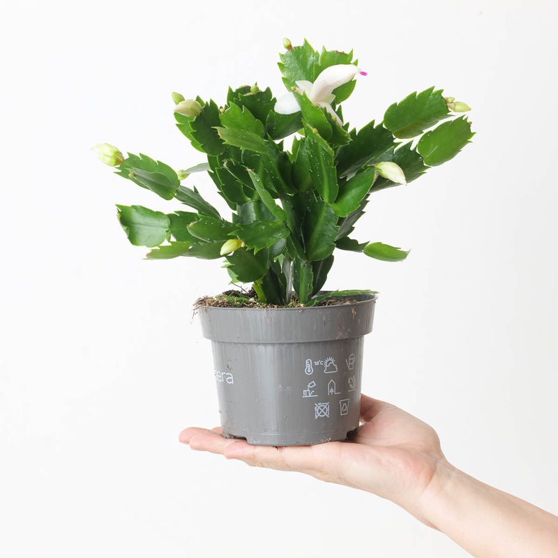 Schlumbergera truncata ‘White’ | Thanksgiving Cactus
