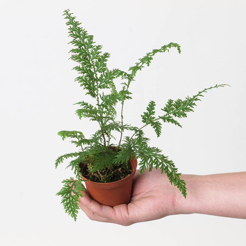 Selaginella moellendorffii|6cm