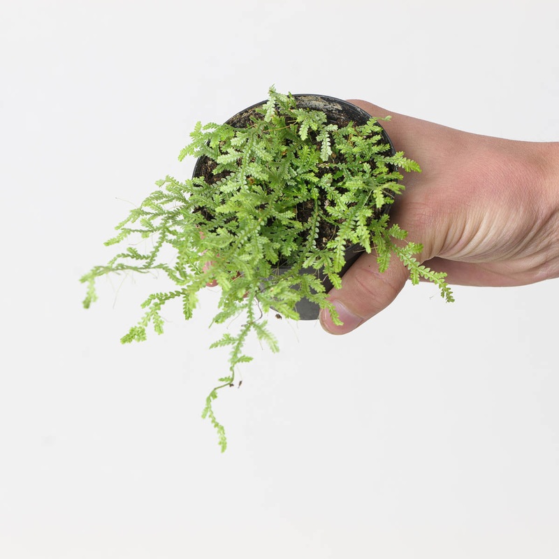 Selaginella serpens|9cm