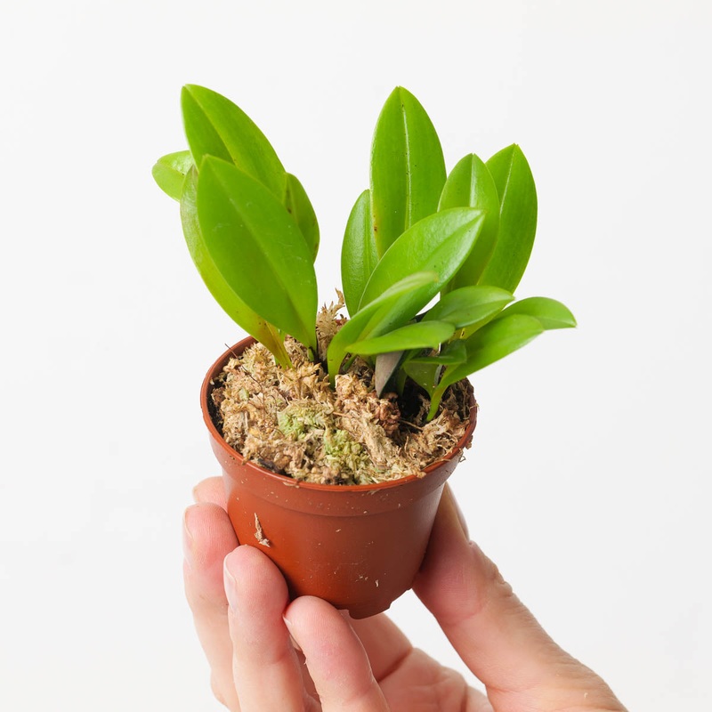 Stellis Rodrigoi|7cm