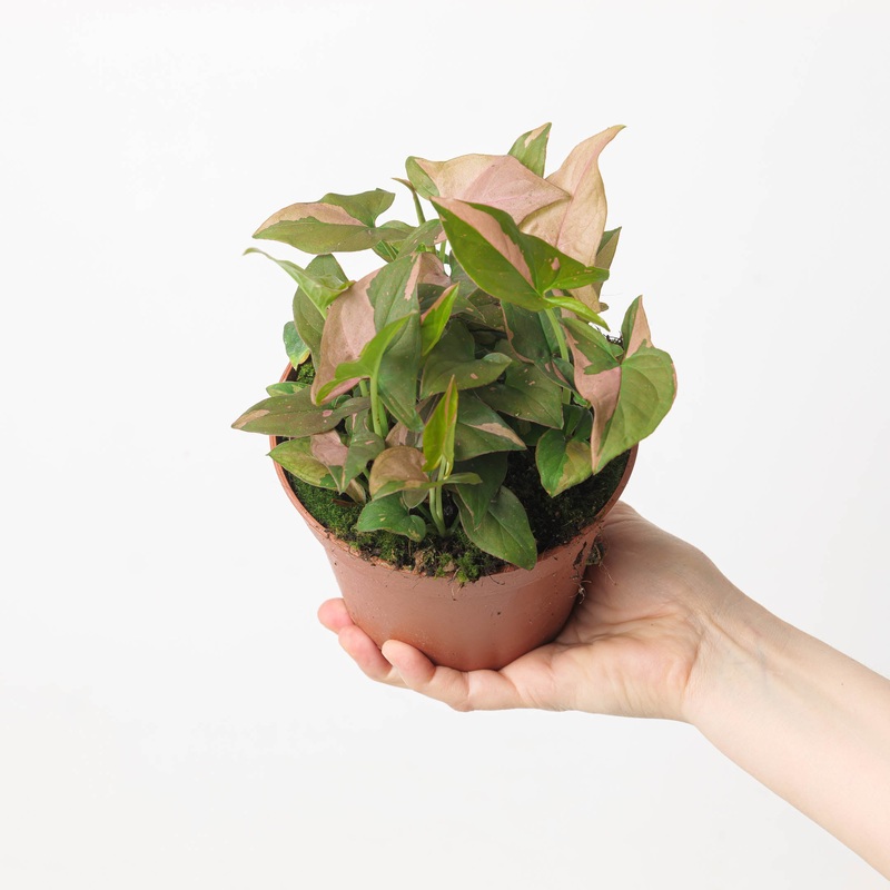 Syngonium ‘Pink Splash’ / ‘Red Spot’