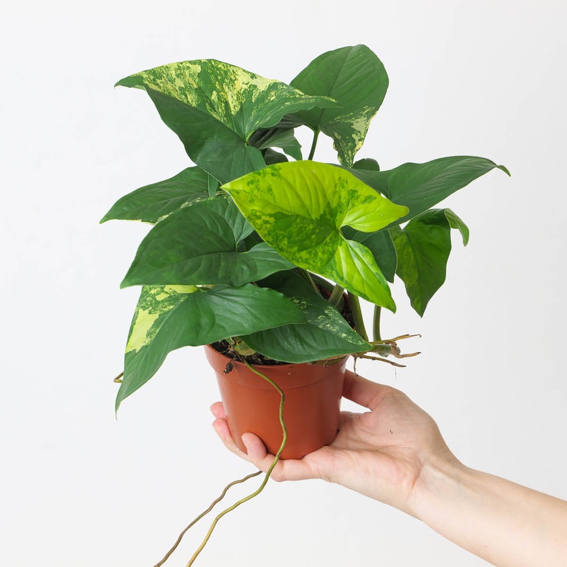 Syngonium podophyllum ‘Aurea’|12cm