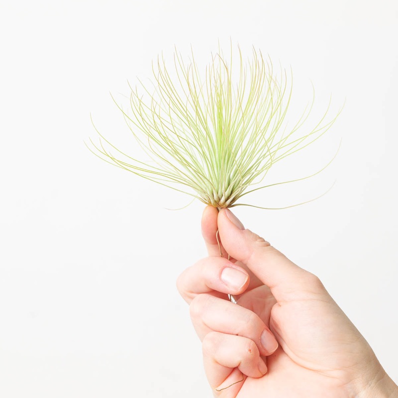 Tillandsia andreana