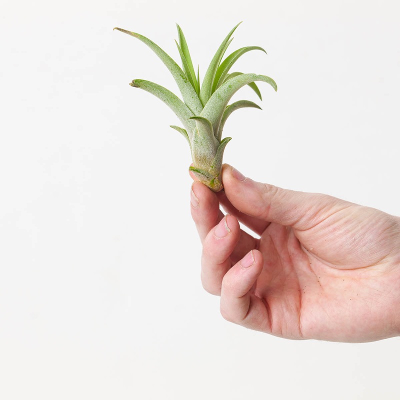 Tillandsia capitata