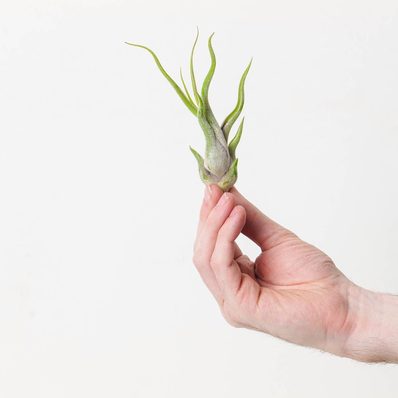 Tillandsia caput medusa Air plant