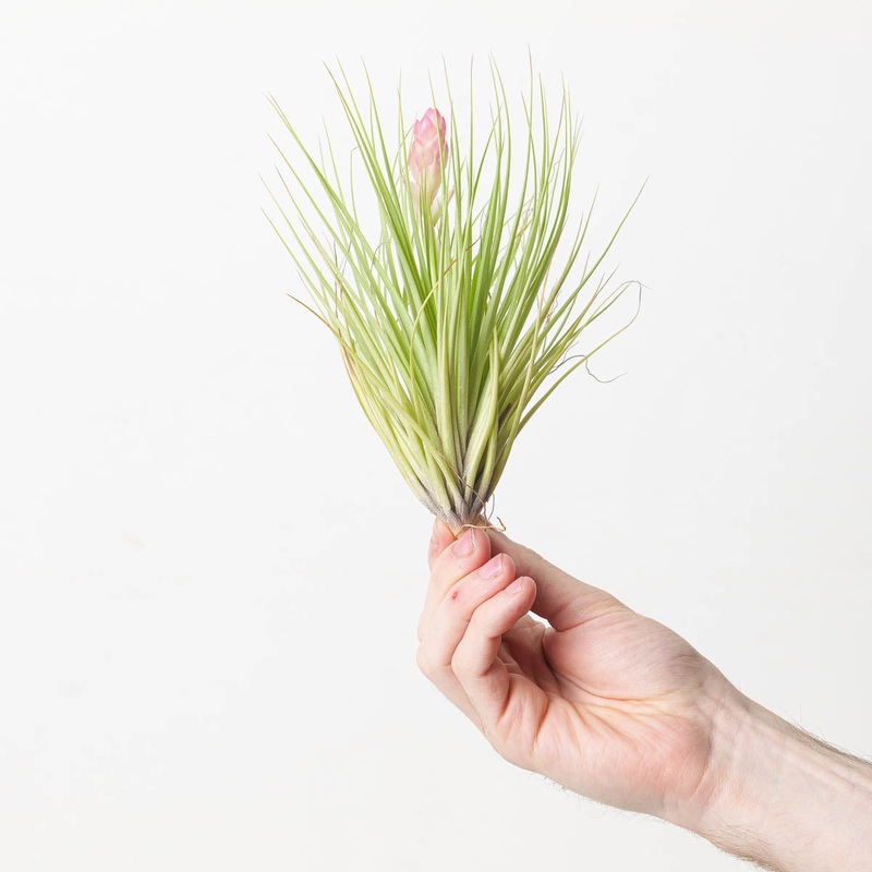 Tillandsia Cotton Candy