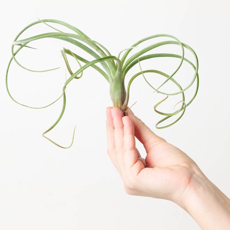 Tillandsia Curly Slim